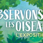 Observons les oiseaux !