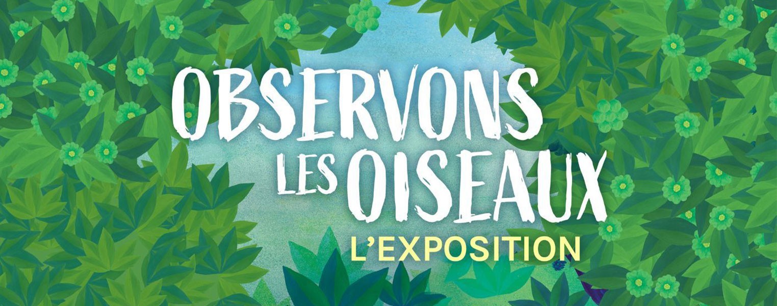 Observons les oiseaux !